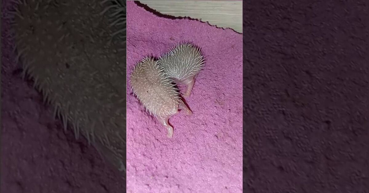 Newborn hedgehogs - My, African pygmy hedgehog, Youtube, Hedgehog, Video