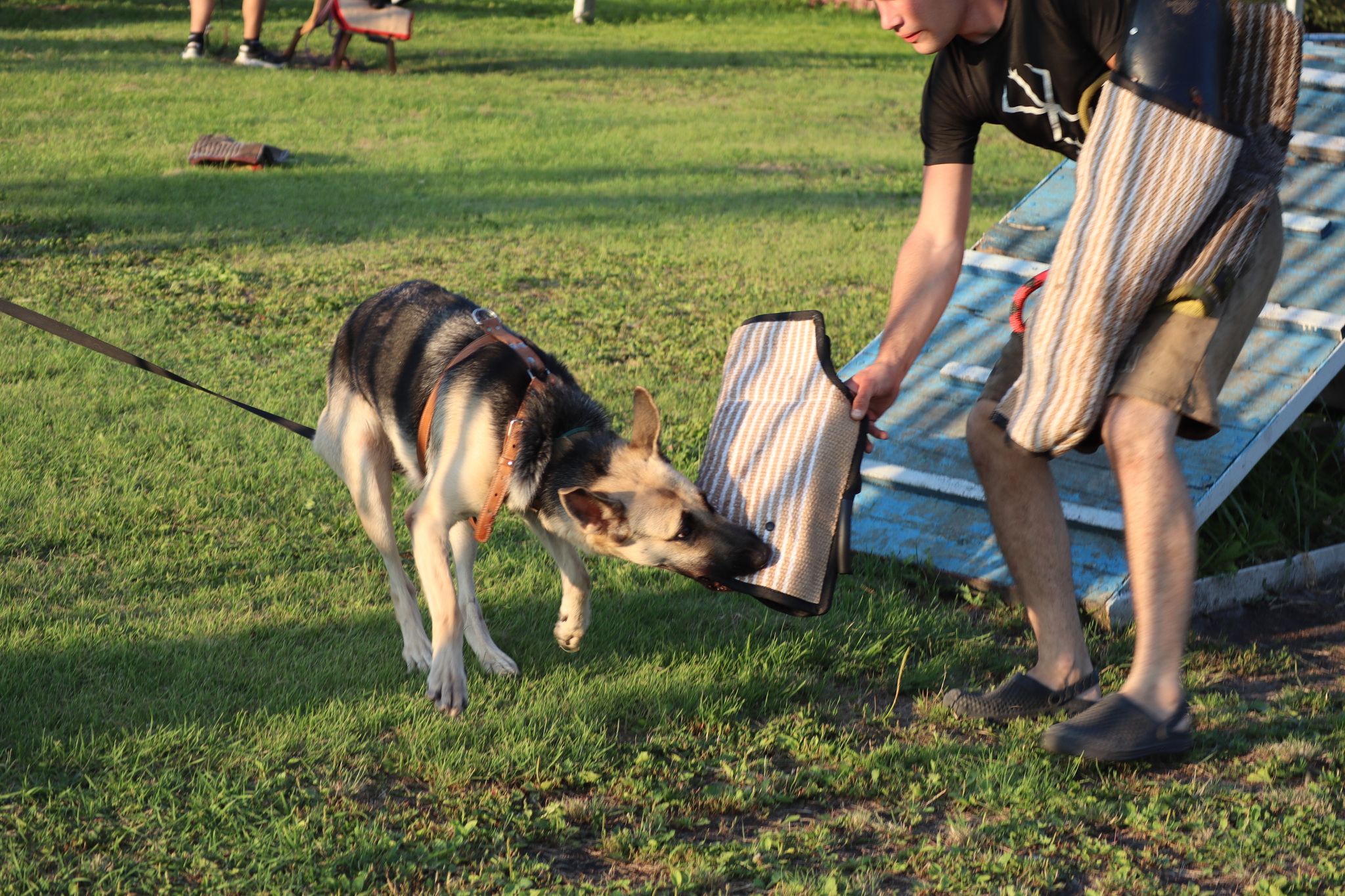 Dog training in Omsk - OCSSSS 07/29/2026 - Puppies, Friends, Omsk, Training, Г“Г±Г±Г±