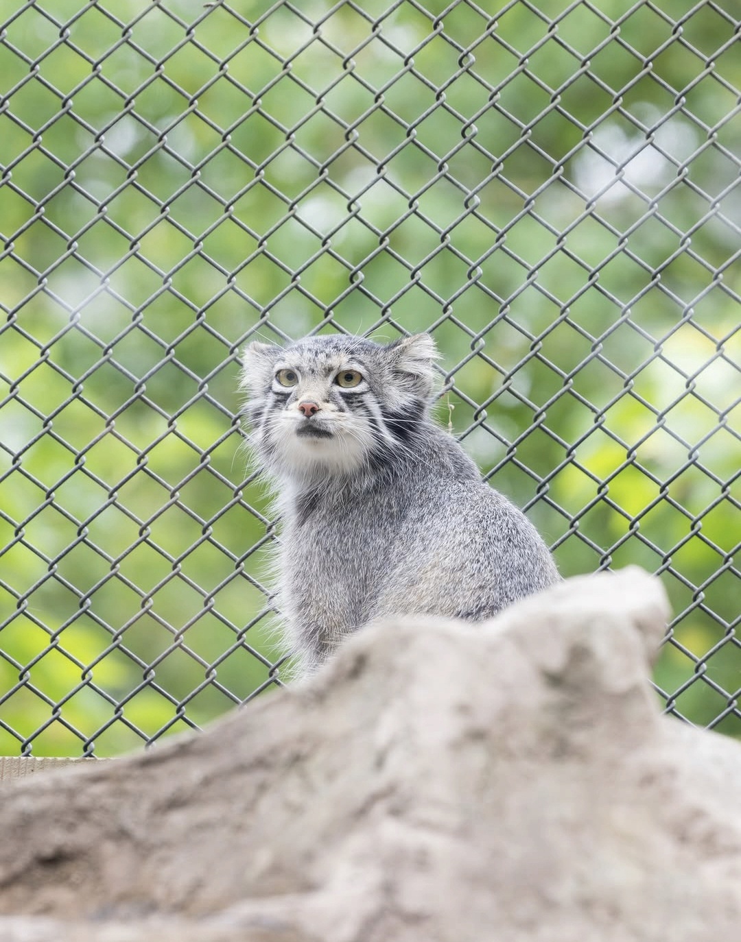 What a dacha, can I sleep? - Pallas' cat, Small cats, Cat family, Wild animals, Predatory animals, Zoo