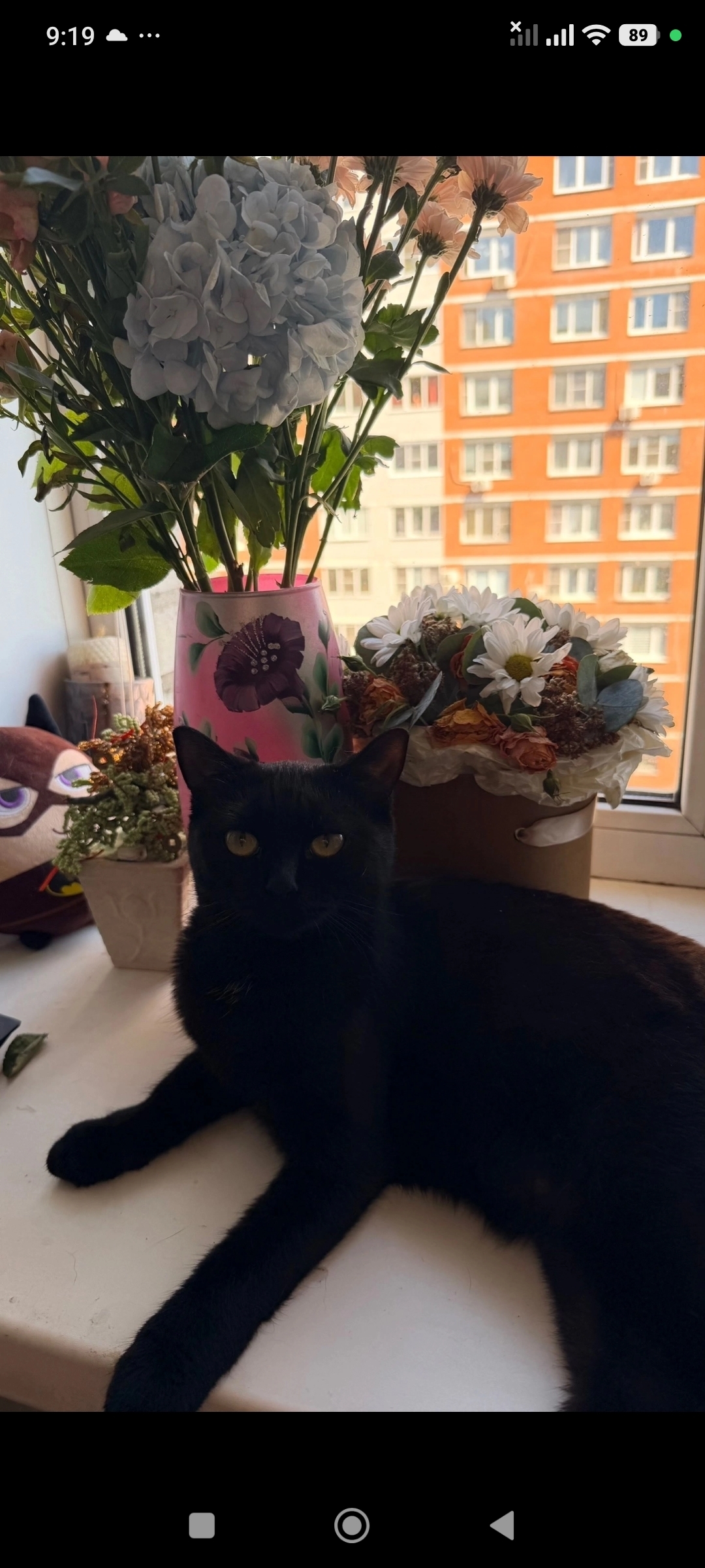 She became a real panther - My, cat, Shelter, House, Longpost