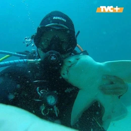 Dangerous hugs: Australian diver manages to tame a shark - Series Interesting in VK, Kindness, The senses, Ocean, Shark, friendship, Person, Longpost