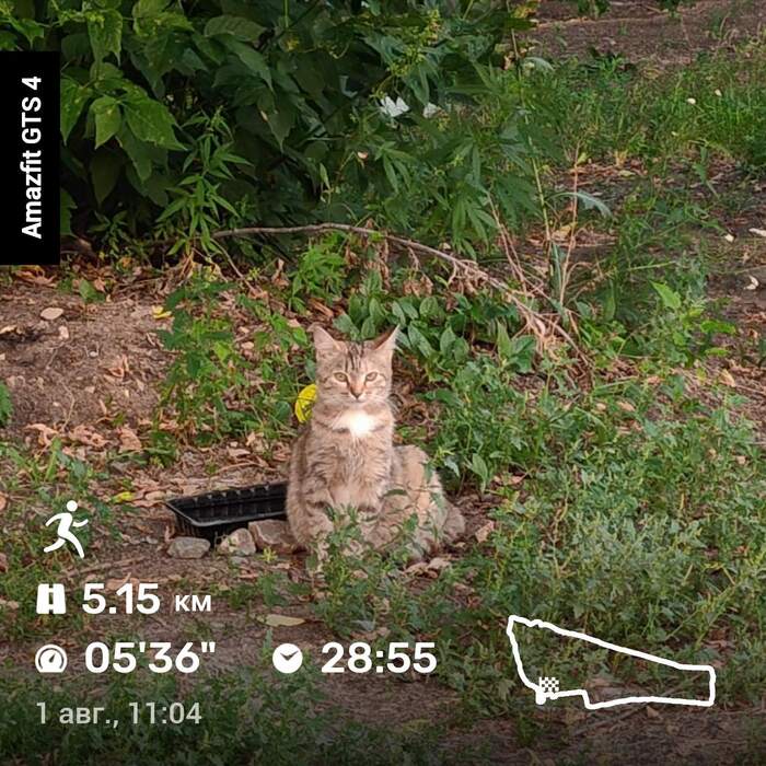 Субкотний лёгкий забег