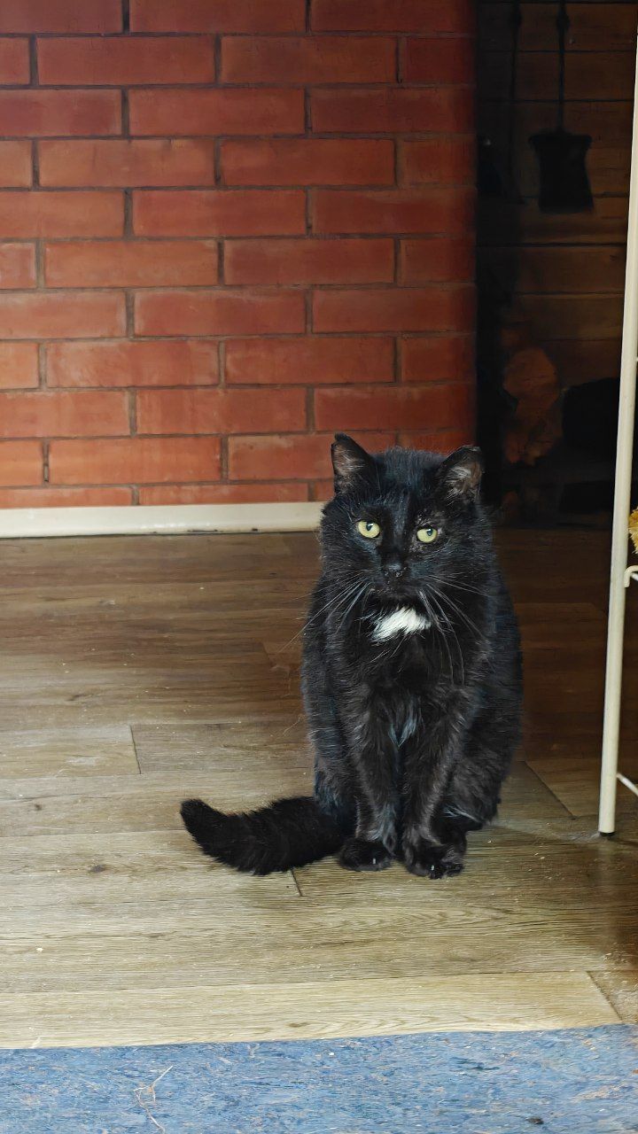 The faces of cats rescued mainly from summer cottages, who live with me - My, Helping animals, cat, Animal Rescue, Dacha, Animals, Pets, Longpost