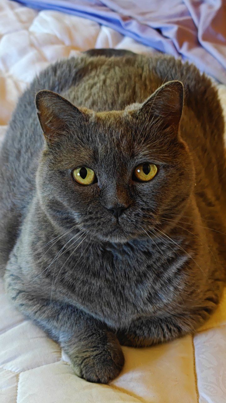 The faces of cats rescued mainly from summer cottages, who live with me - My, Helping animals, cat, Animal Rescue, Dacha, Animals, Pets, Longpost