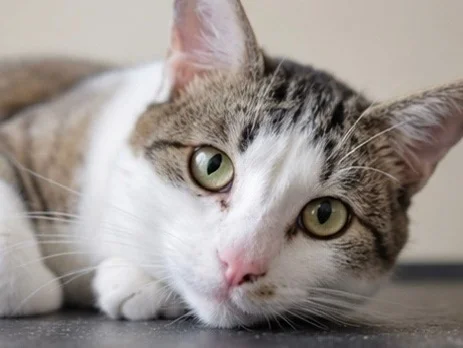 Cat for sale. Attention! DISCOUNT! (Joke). Just save a soul. - cat, In good hands, Moscow, Saint Petersburg, Voronezh, Lipetsk, Telegram (link), Longpost