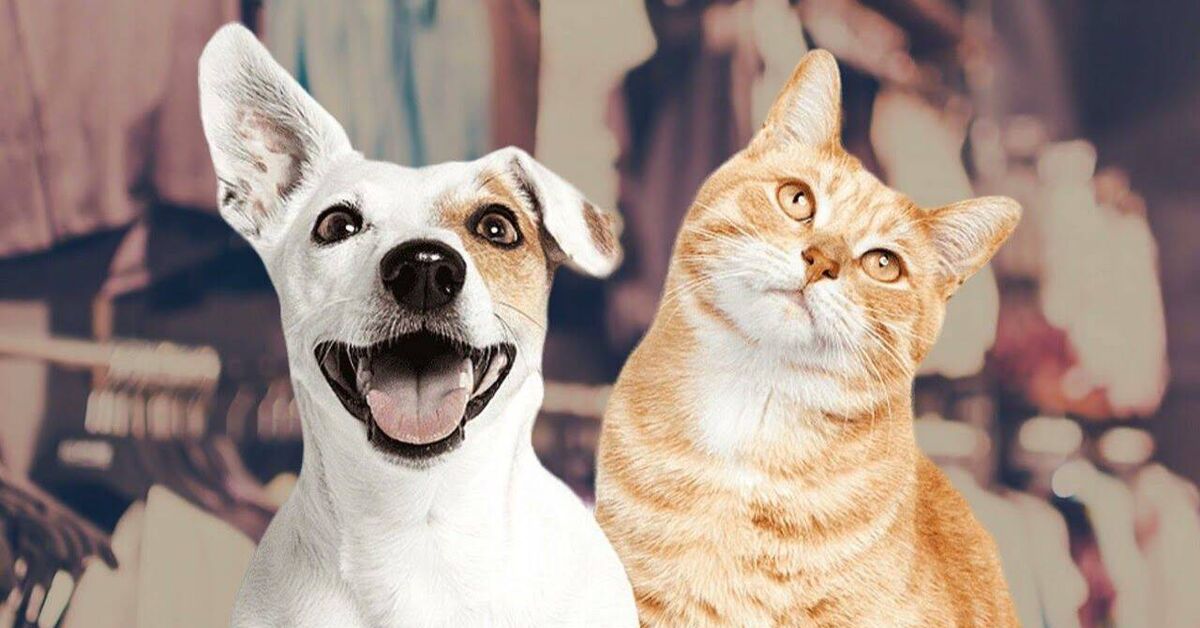 Funny and amusing animals))) - Rutube, Milota, cat, Dog, Cat lovers, Kittens, Small cats, Cat family, Paws, Kus, Dog lovers, Cats and dogs together, Video