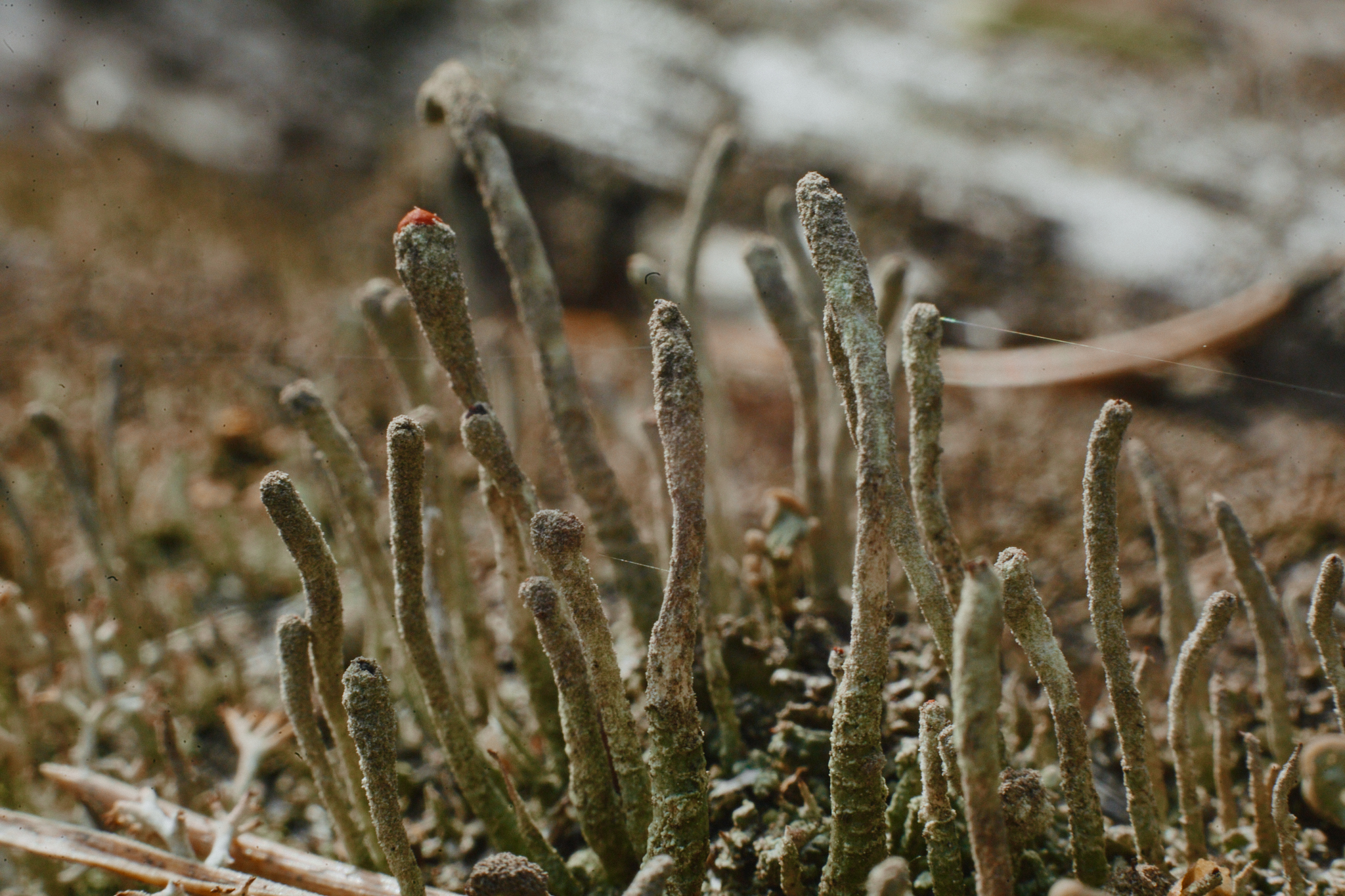 Macro - , My, The photo, Macro photography, Plants, Insects, Longpost