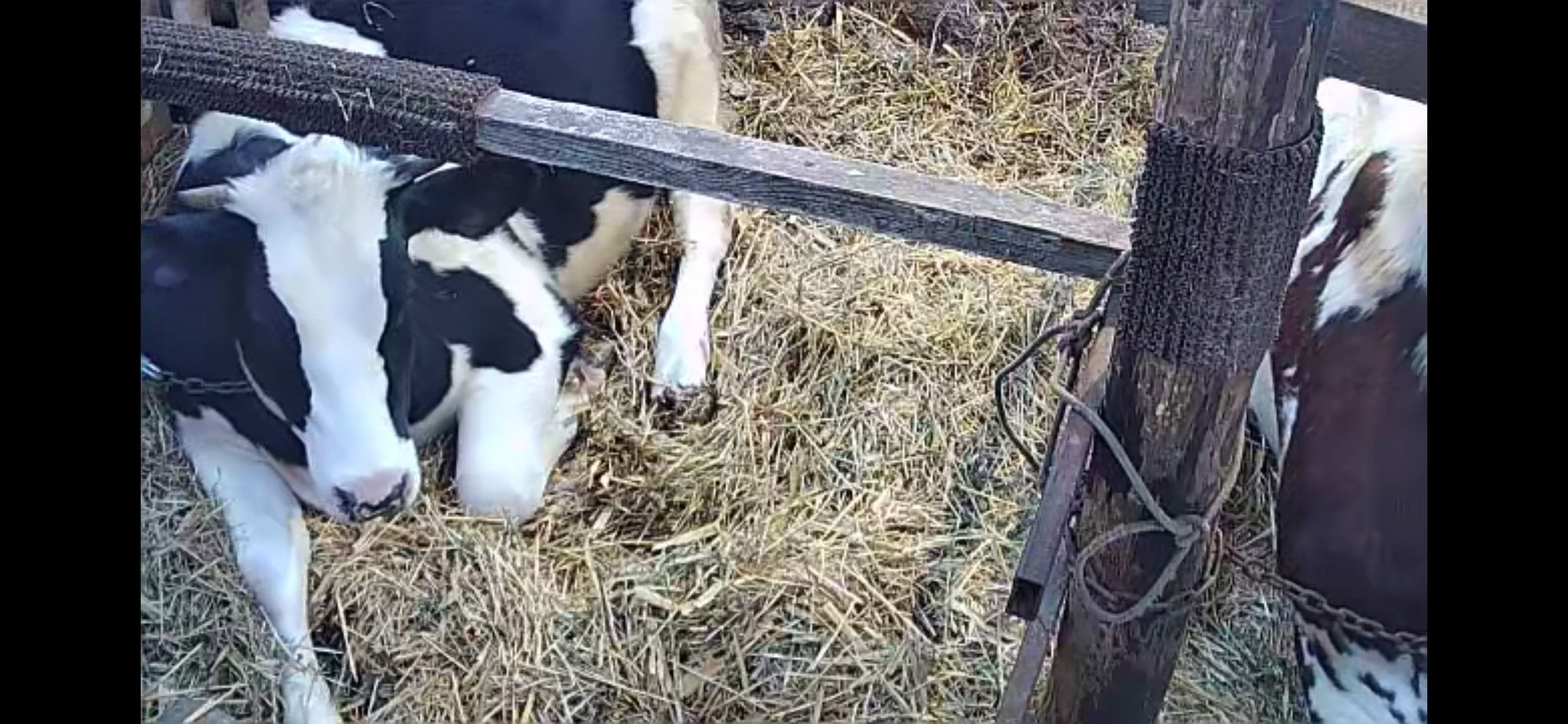 About Businka - Series Chronicles of the cowshed, My, Author's story, Story, The photo, Cow, Calf, Dog, cat, Life stories, Positive, Humor, Mat, Calmness, friendship, Nature, Village, Сельское хозяйство, Animals, Pets, Happiness, Joy, Longpost