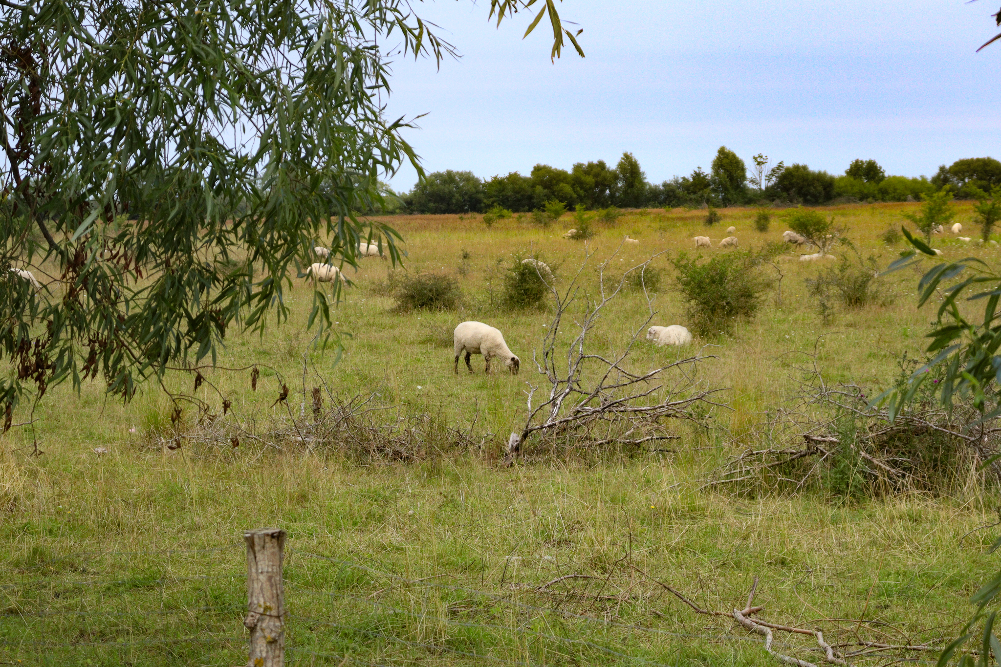 A little rural flavor from the Kaliningrad region - My, Travels, The photo, Mobile photography, Photographer, Beautiful view, Street photography
