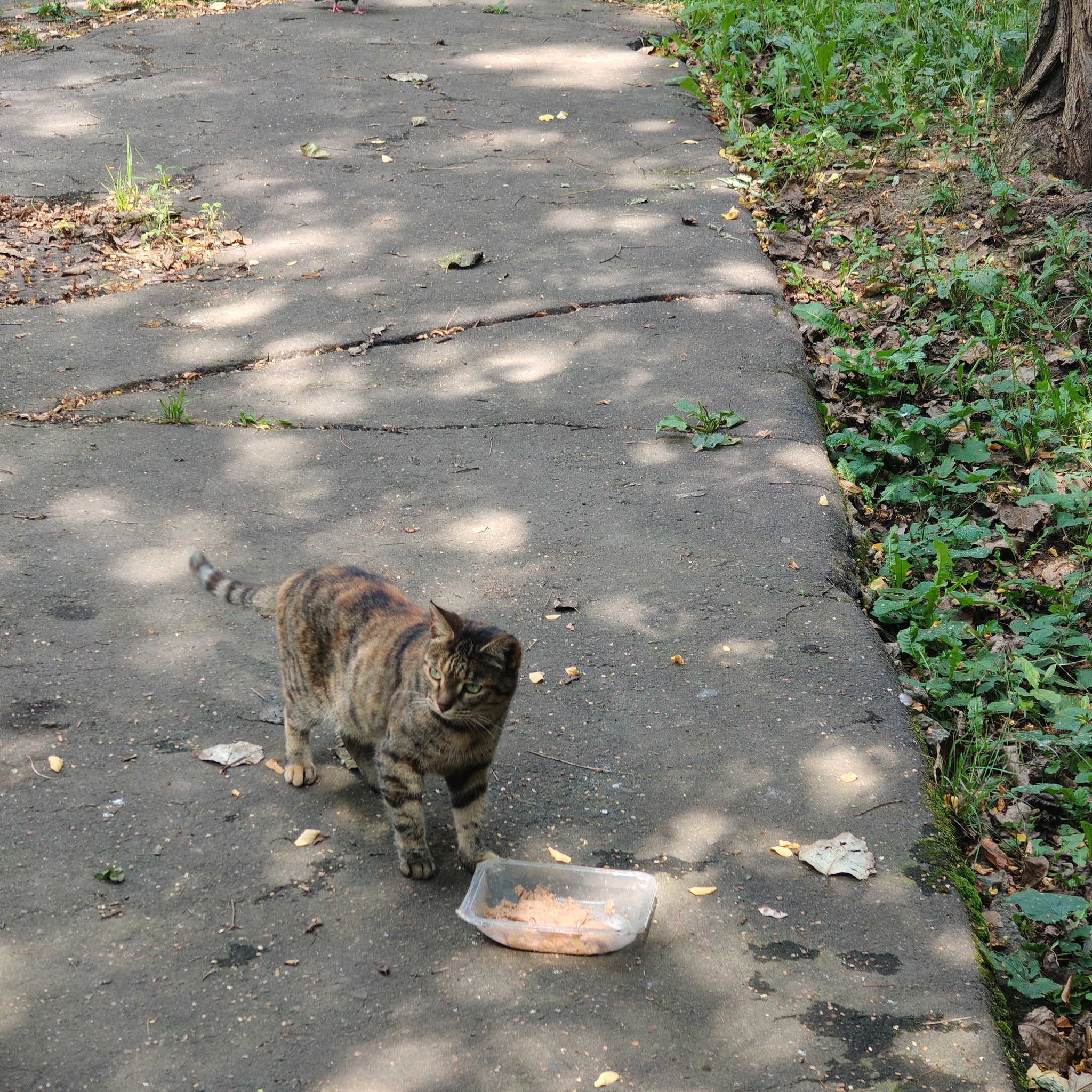 News reports from the industrial zone where cats live - Series I feed cats on the street, My, cat, Homeless animals, Cat lovers, Series