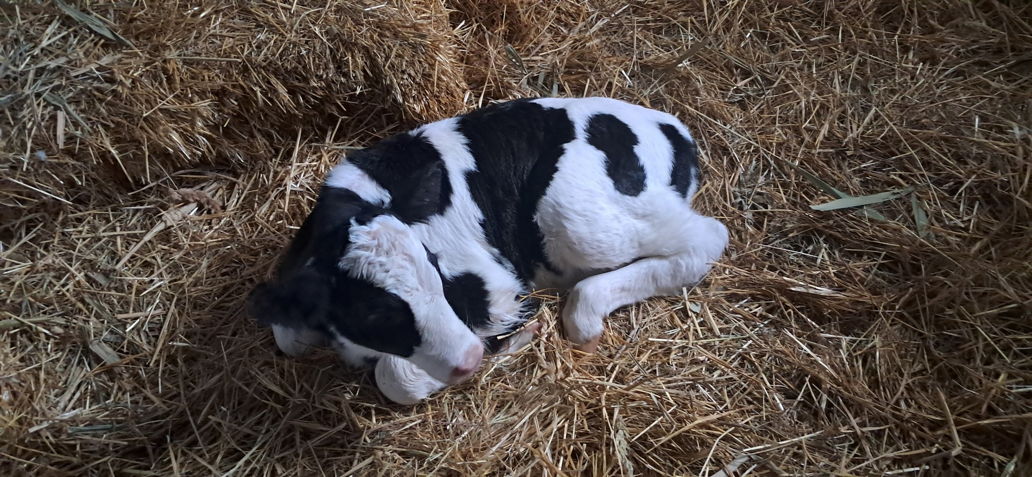 About Businka - Series Chronicles of the cowshed, My, Author's story, Story, The photo, Cow, Calf, Dog, cat, Life stories, Positive, Humor, Mat, Calmness, friendship, Nature, Village, Сельское хозяйство, Animals, Pets, Happiness, Joy, Longpost