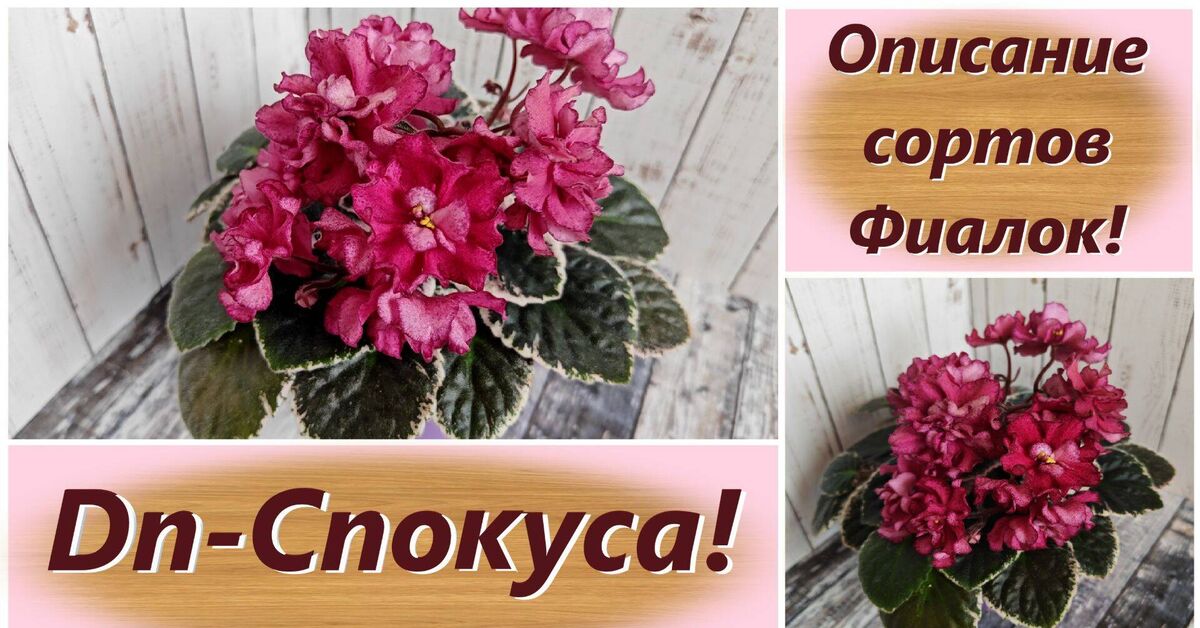 Описание сортов Фиалок! Dn-Спокуса! - Серия Сортовые фиалки, Моё, Выращивание, Комнатные растения, Растениеводство, Rutube, Растения, Фиалки, Ботаника, Цветоводство, Занимательная ботаника, Садоводство, Сенполии, Сад, Цветение, Видео