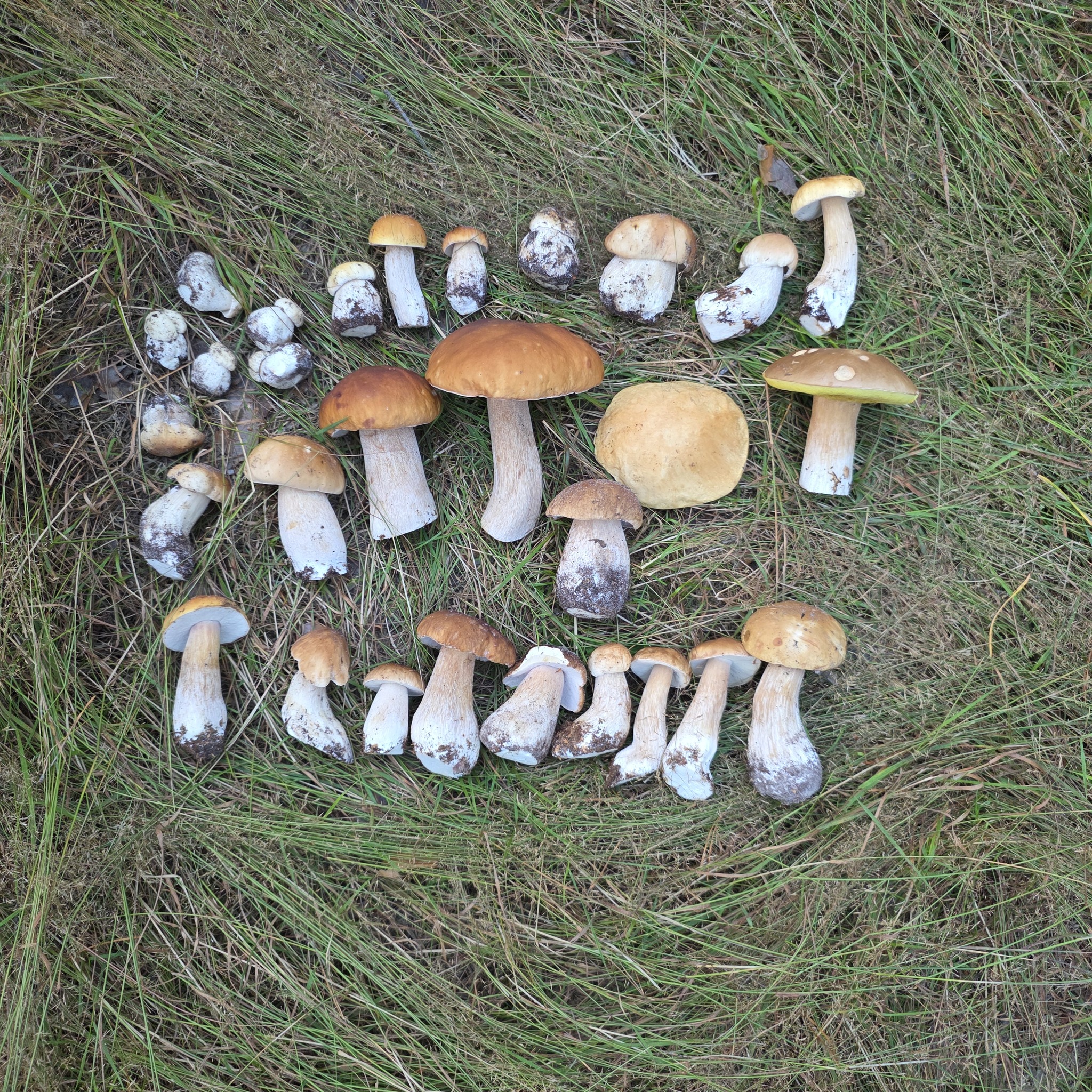 White mushrooms 2026 - My, Mushrooms, Hobby, Lipetsk region, Walk in the woods