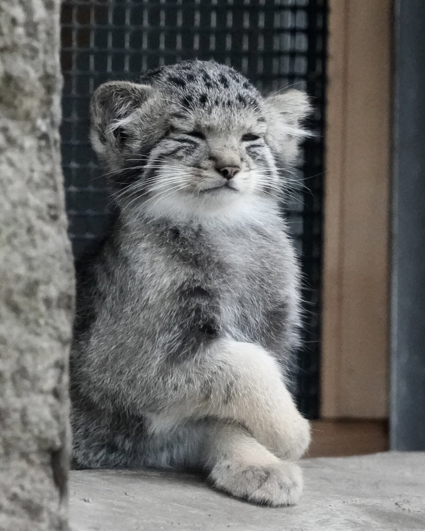 A small matter - Wild animals, Predatory animals, Cat family, Small cats, Pallas' cat, Zoo, Young