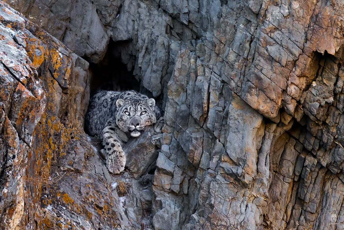 A snow leopard rests in a cave after its meal. - Snow Leopard, Big cats, Cat family, Predatory animals, Wild animals, wildlife, Mongolia, The rocks, Caves, The photo
