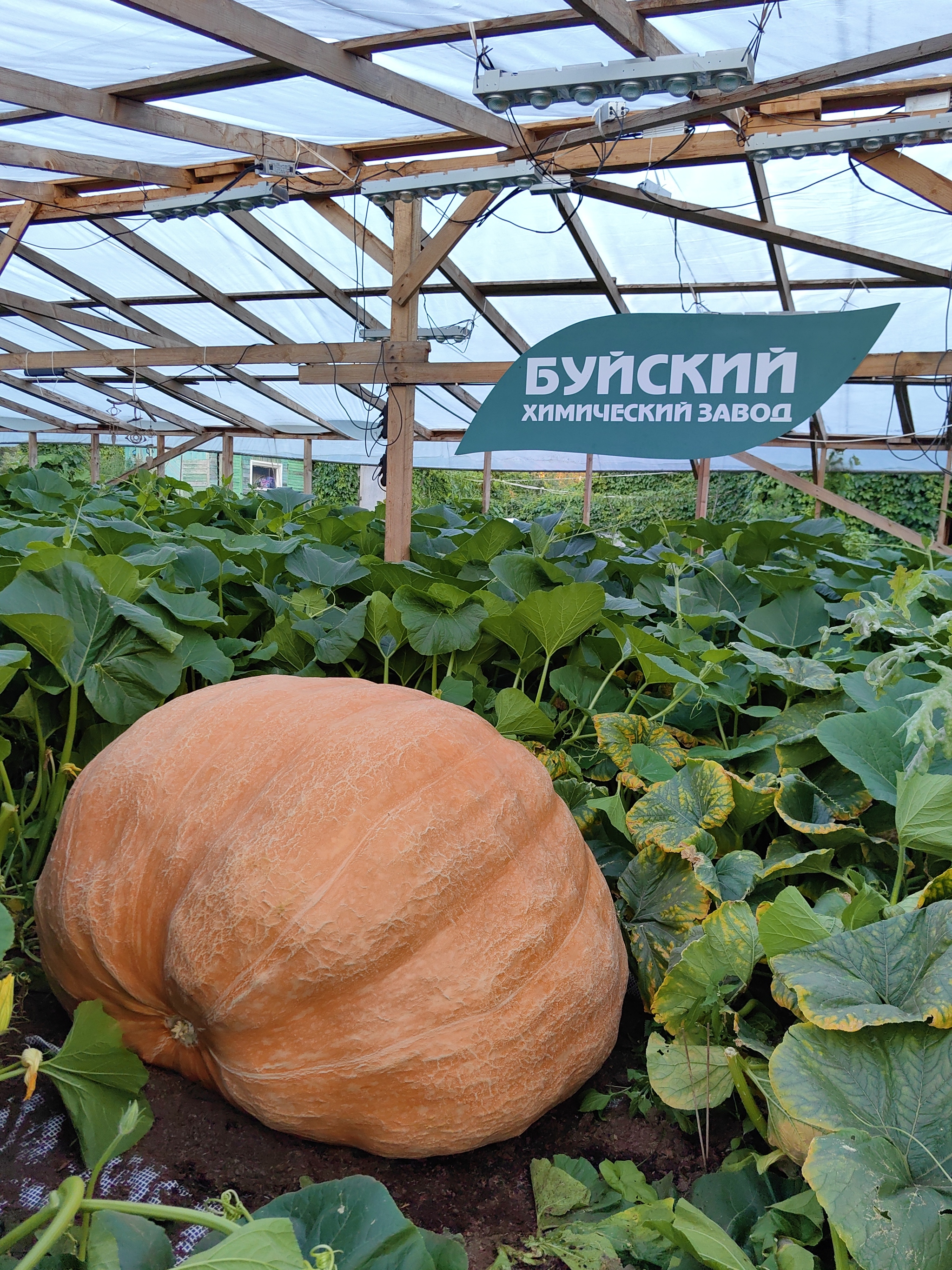 Slowly, but they're coming - My, Garden, Gardening, Garden, Excess weight, Extremegrower, Giant pumpkin, Vegetables, Growing, Plant growing, Harvest, Video, Vertical video, Short videos, Video VK, Longpost
