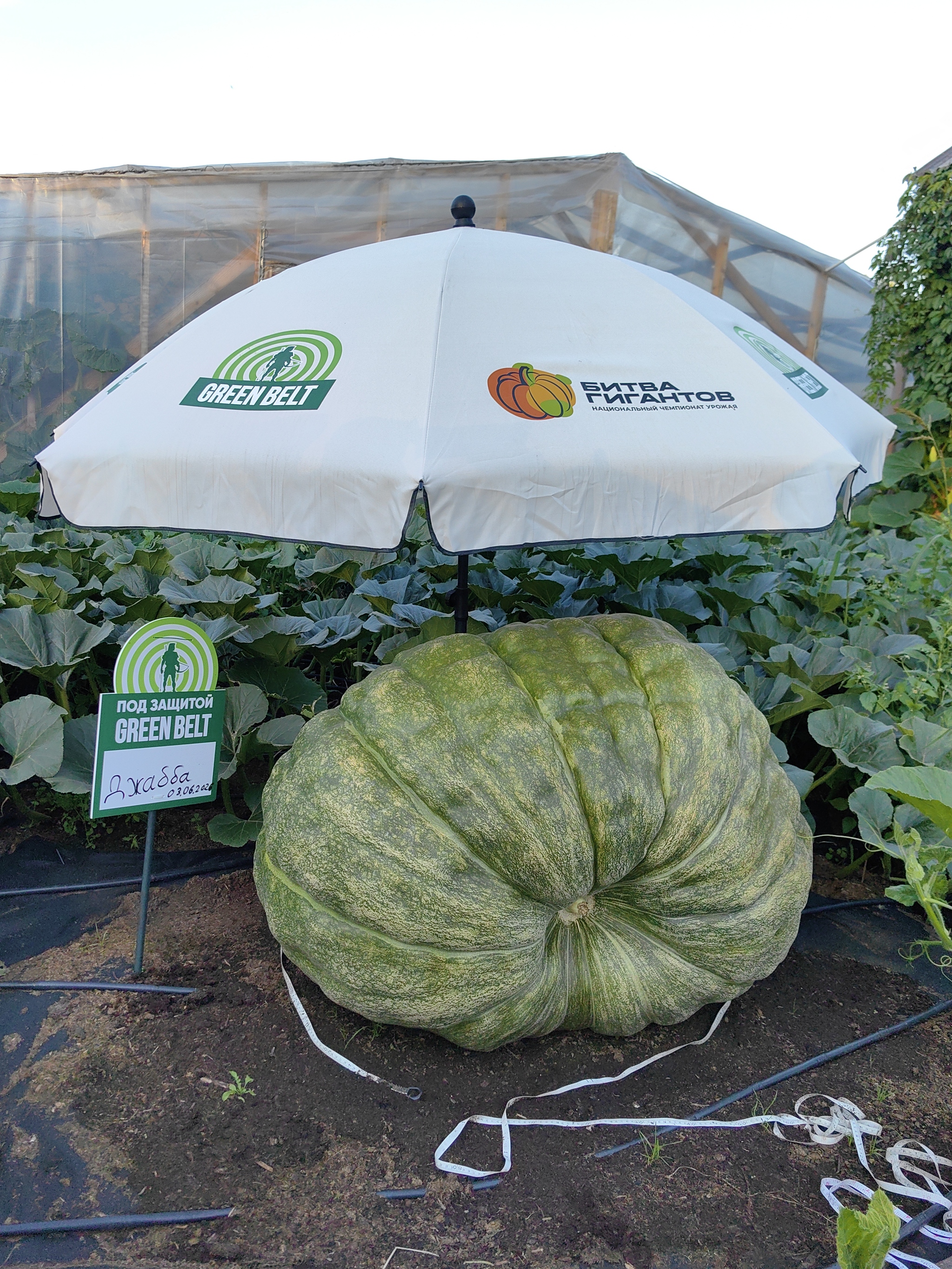 Slowly, but they're coming - My, Garden, Gardening, Garden, Excess weight, Extremegrower, Giant pumpkin, Vegetables, Growing, Plant growing, Harvest, Video, Vertical video, Short videos, Video VK, Longpost