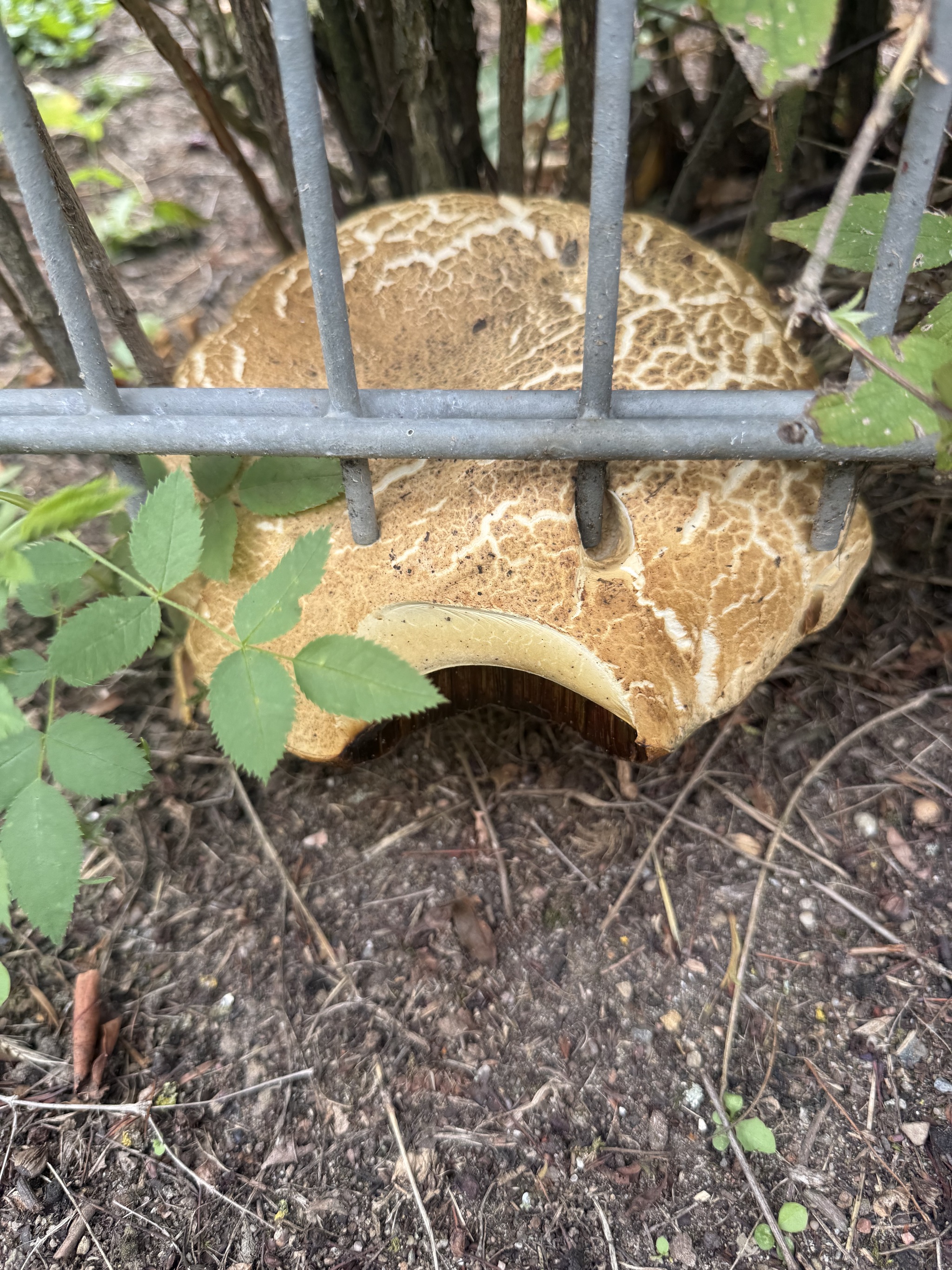 Mushroom pickers have a question for you - My, Short post, Picture with text, Mushrooms, Longpost