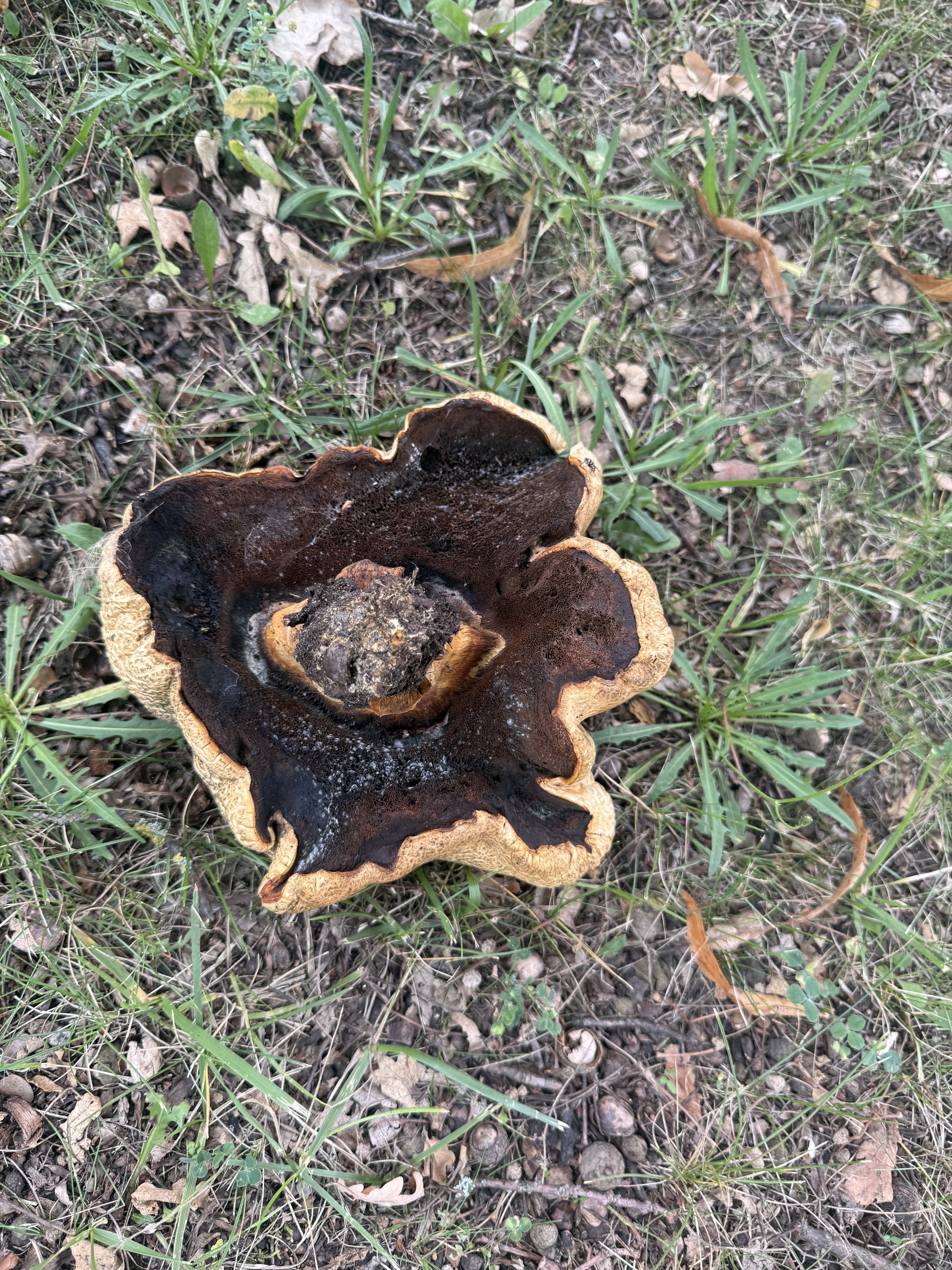 Mushroom pickers have a question for you - My, Short post, Picture with text, Mushrooms, Longpost