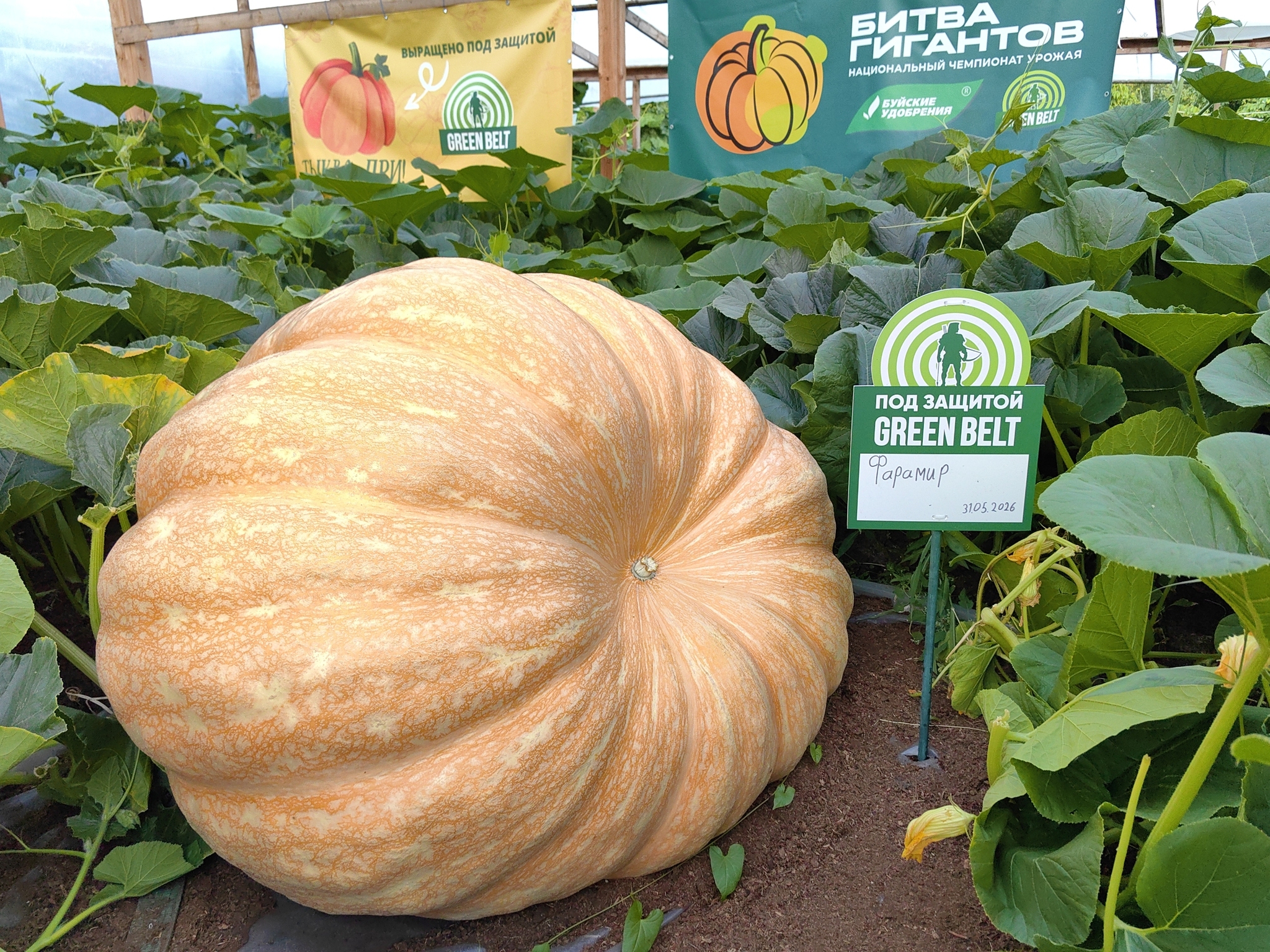 Slowly, but they're coming - My, Garden, Gardening, Garden, Excess weight, Extremegrower, Giant pumpkin, Vegetables, Growing, Plant growing, Harvest, Video, Vertical video, Short videos, Video VK, Longpost