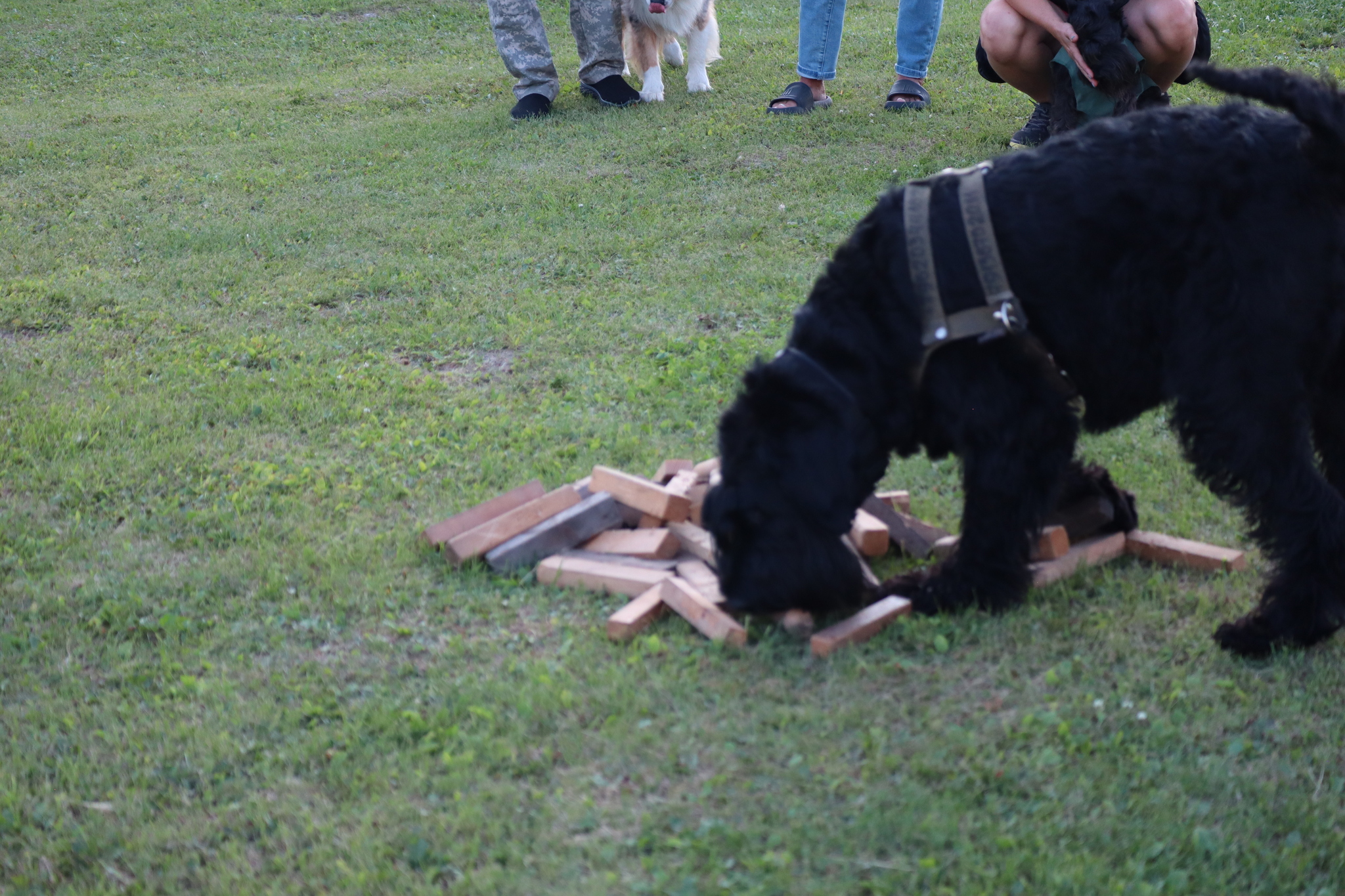 Dog training in Omsk - OCSSSS 07/29/2026 - Puppies, Friends, Omsk, Training, Г“Г±Г±Г±