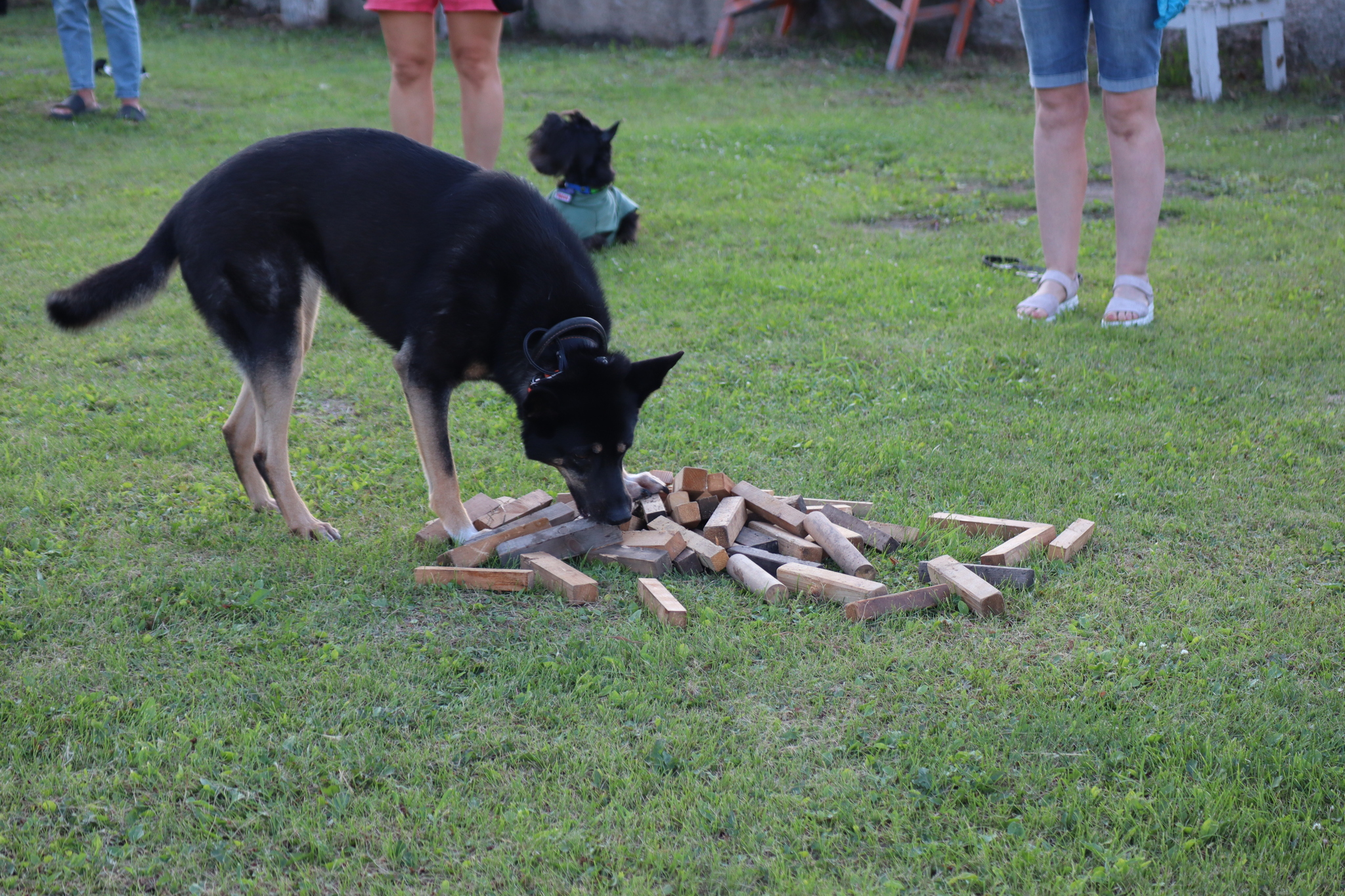 Dog training in Omsk - OCSSSS 07/29/2026 - Puppies, Friends, Omsk, Training, Г“Г±Г±Г±