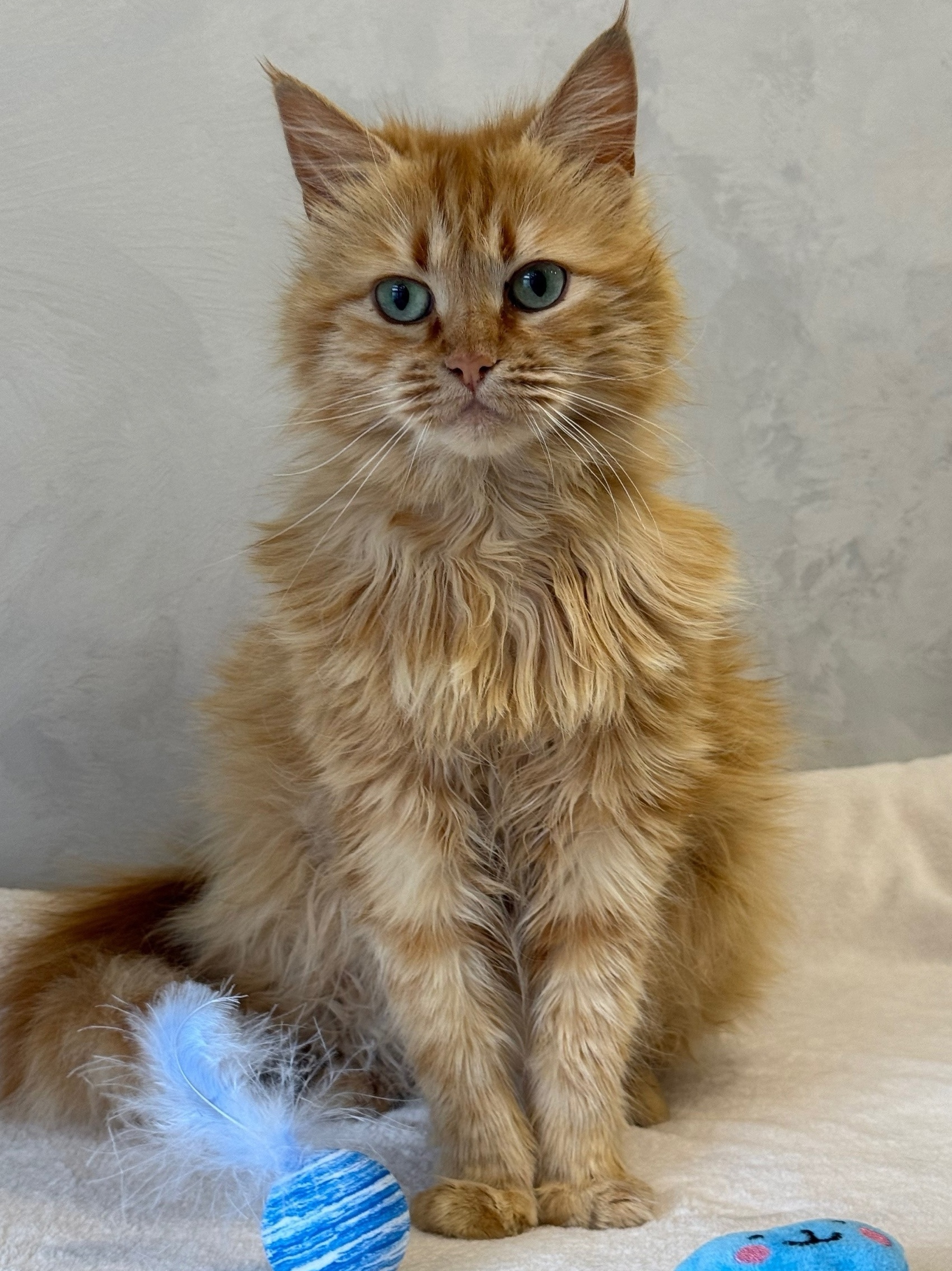 Dumped near Svetofor, found at the altar. Red-haired parishioner looking for a home. - cat, In good hands, Moscow, Saint Petersburg, Voronezh, Lipetsk, Telegram (link), Longpost