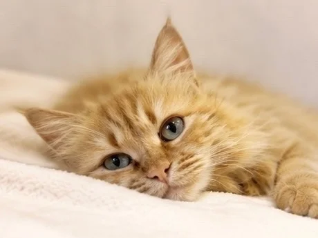 Dumped near Svetofor, found at the altar. Red-haired parishioner looking for a home. - cat, In good hands, Moscow, Saint Petersburg, Voronezh, Lipetsk, Telegram (link), Longpost