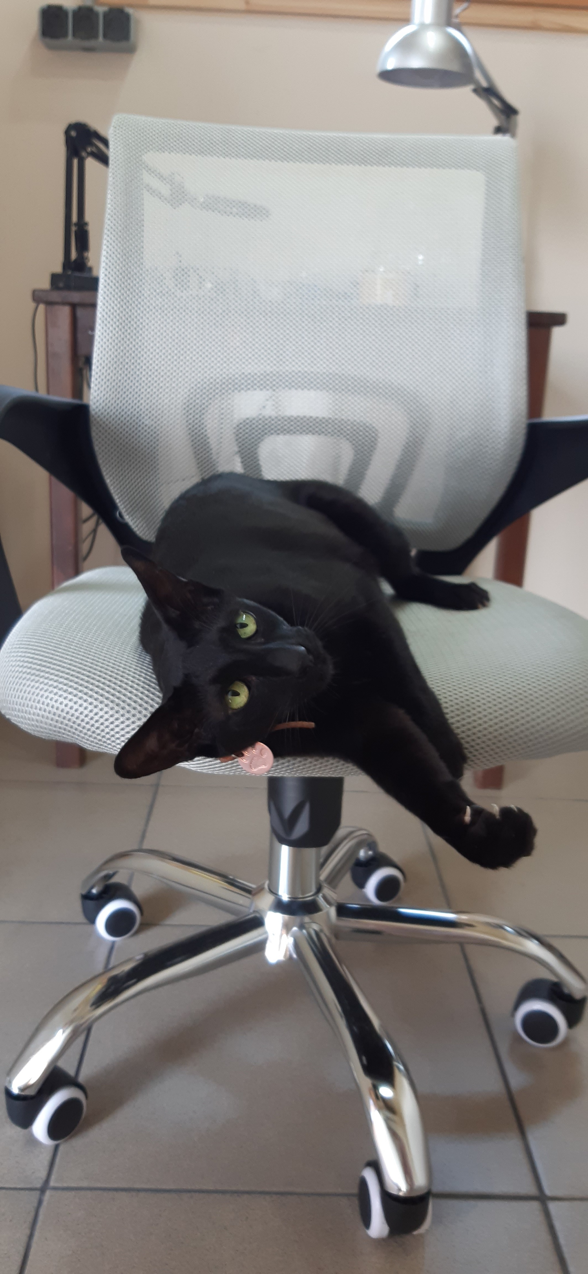 Invader - Series Notes from the life of the cat Shah, My, Oriental cats, Black cat, cat, Territory capture, Video, Soundless, Vertical video, Short videos, Longpost