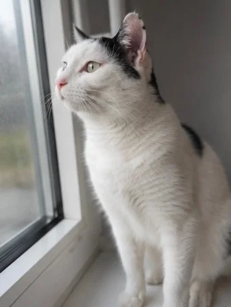 Black and white Boris is looking for a home that won't scare him to the bathroom. - cat, In good hands, Moscow, Saint Petersburg, Voronezh, Lipetsk, Telegram (link), Longpost