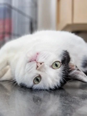Black and white Boris is looking for a home that won't scare him to the bathroom. - cat, In good hands, Moscow, Saint Petersburg, Voronezh, Lipetsk, Telegram (link), Longpost