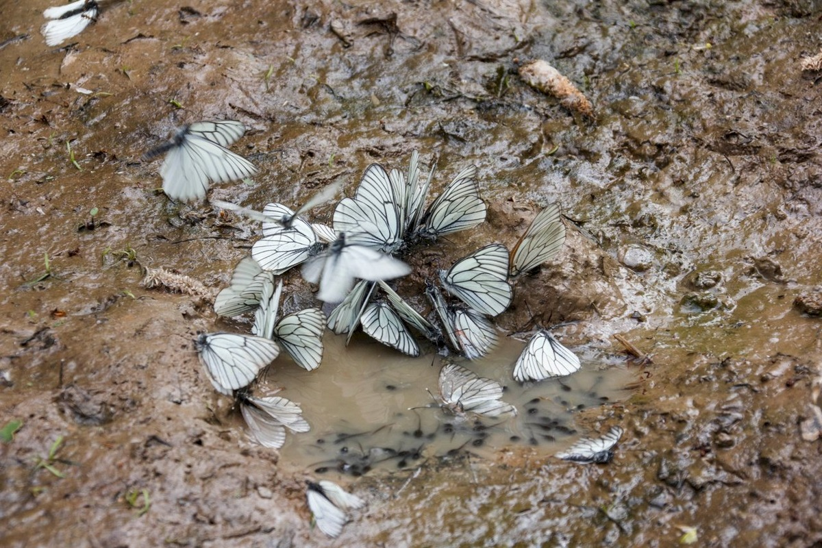 Why do butterflies gather en masse in dirty puddles? And why only males? - Butterfly, Insects, Arthropods, Animals, Wild animals, Zen, Yandex Zen, Yandex Zen (link), Longpost