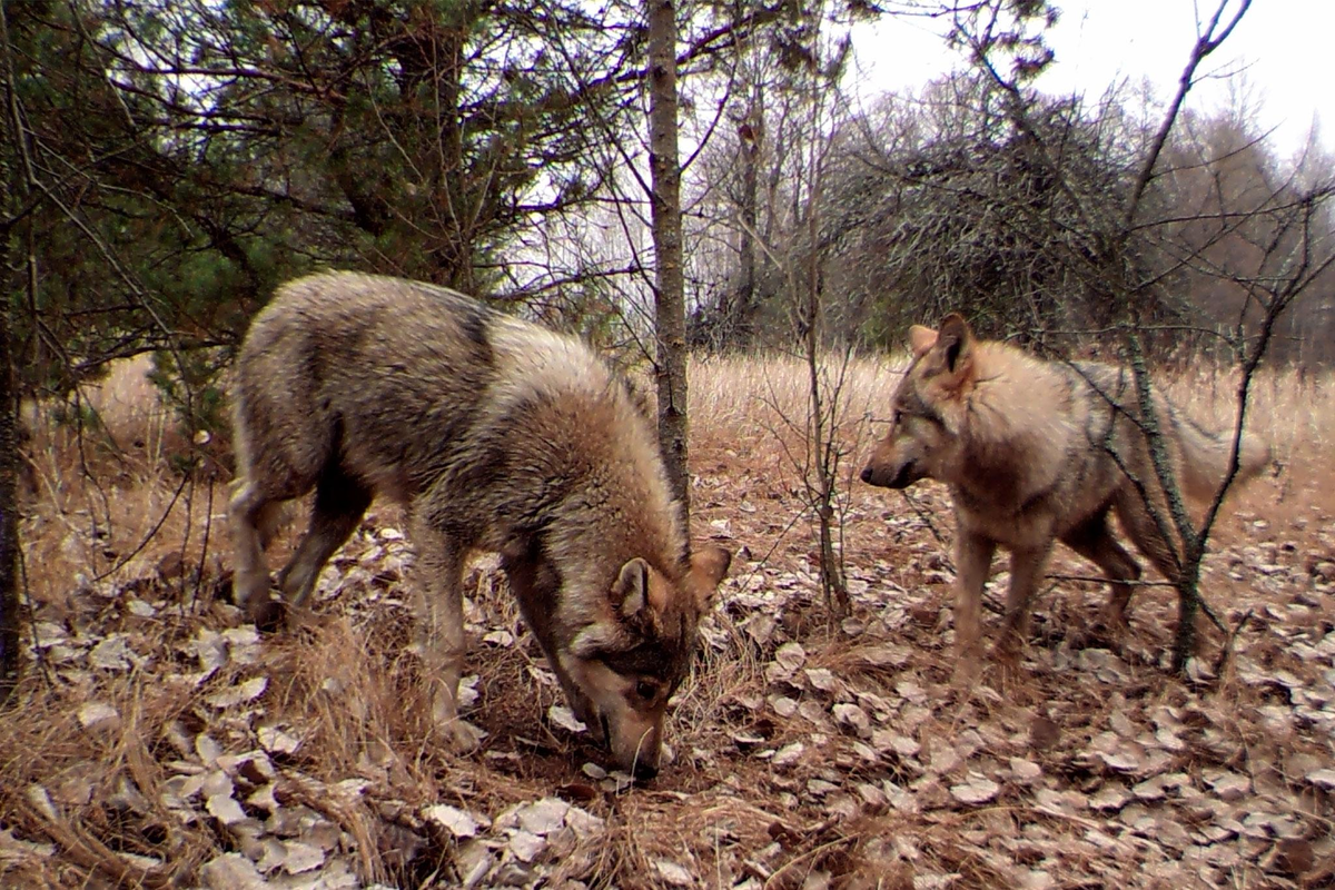 Chernobyl mutants: what turned out to be a myth, and what scientists actually discovered - My, Myths, Civilization, Chernobyl, Evolution, История России, Mythology, History (science), Legend, Military history, Animals, Longpost