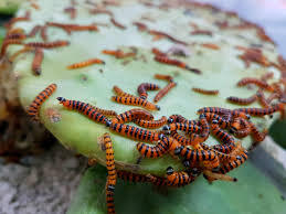 � ��� � ������� ��������� ������. ������� ���������� ������� (Cactoblastis cactorum) ������� �������� ������ �������, ��������� �������� ���� � ����� ���������.