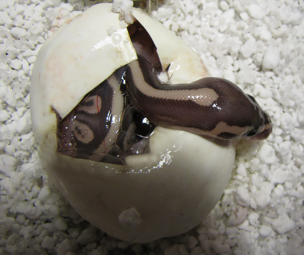 Same old story, just from a different perspective. Or is it? - Series Did you know , My, Biology, Informative, Facts, Nature, Animals, Nauchpop, In the animal world, Amazing, Astonishment, Reptiles, Snake, Video, Vertical video, Short videos, Longpost