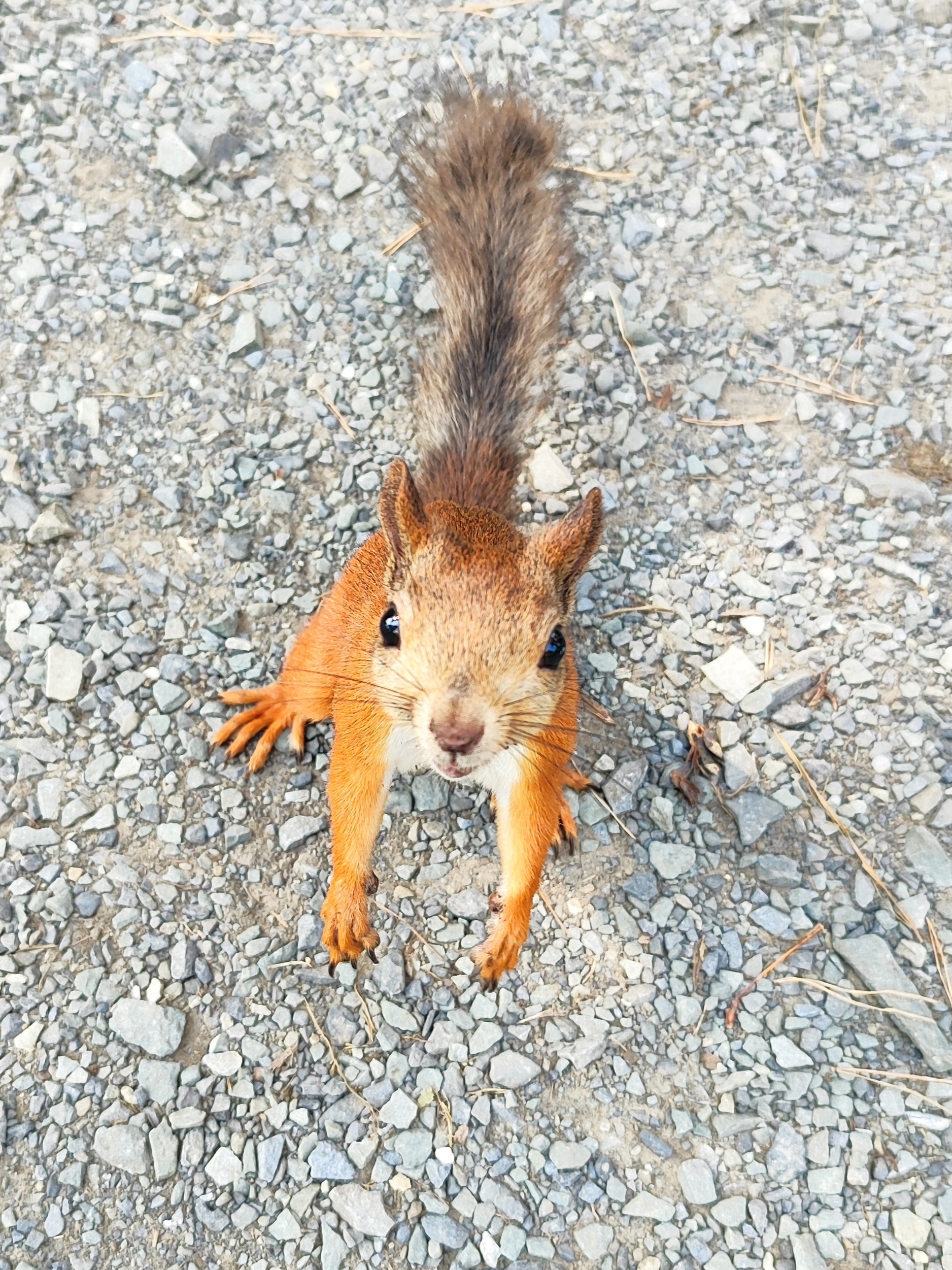 Give for Christ's sake... - My, The photo, Squirrel, Animals, Wild animals, Funny animals, Humor, Milota, beauty, Kindness, Animal games, Nature, Paws, Unusual, Feeding, Rodents, Fun