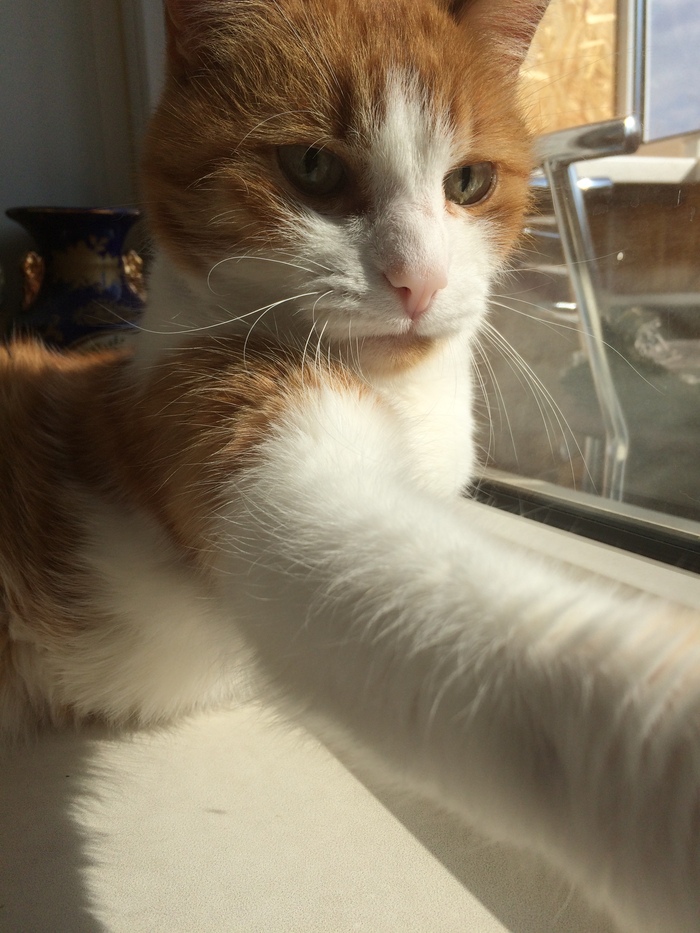 Кот Шрек