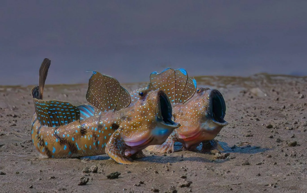 A few animals that are worth paying attention to, even if you know everything about biology. - Animals, Wild animals, Mammals, Zen, Yandex Zen, Predatory animals, Yandex Zen (link), Longpost