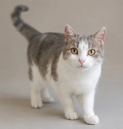 Ordinary cat Amanda, who has no equal in the universe. Just look into her eyes. - cat, In good hands, Moscow, Saint Petersburg, Voronezh, Lipetsk, Telegram (link), Longpost