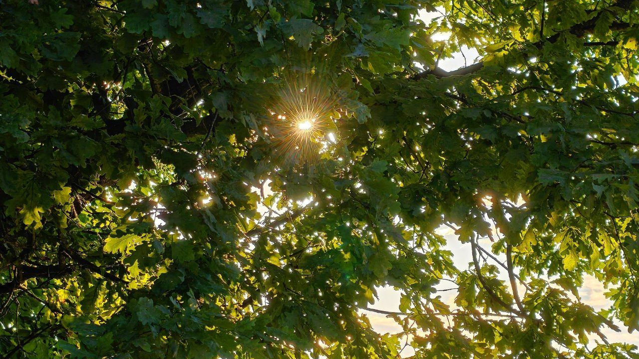 Summer Lent (summer field, bumblebee, lizard, forest lake, early foggy morning, spring and snail, river, forest and evening sky) - My, Summer, Forest, Lake, Fog, dawn, Field, The sun, Spring, Snail, Video, Short videos, Vertical video, Longpost