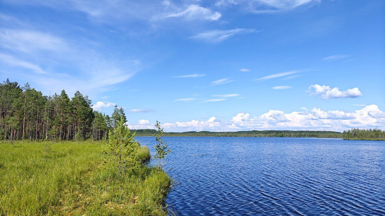 Summer Lent (summer field, bumblebee, lizard, forest lake, early foggy morning, spring and snail, river, forest and evening sky) - My, Summer, Forest, Lake, Fog, dawn, Field, The sun, Spring, Snail, Video, Short videos, Vertical video, Longpost