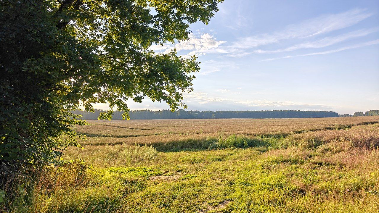 Summer Lent (summer field, bumblebee, lizard, forest lake, early foggy morning, spring and snail, river, forest and evening sky) - My, Summer, Forest, Lake, Fog, dawn, Field, The sun, Spring, Snail, Video, Short videos, Vertical video, Longpost