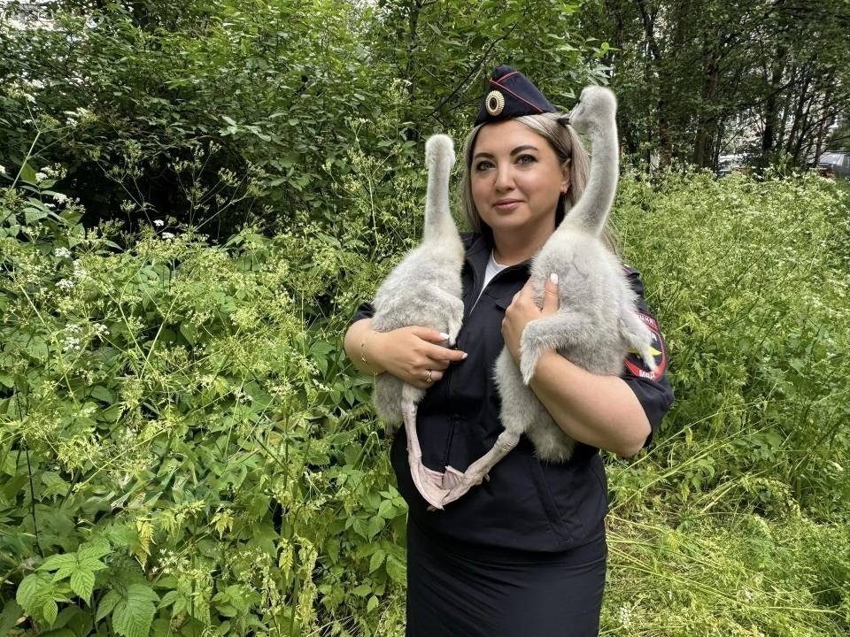 A police officer and her friends rescued two orphaned swans. - Russia, Help, Animal Rescue, Positive, Kindness
