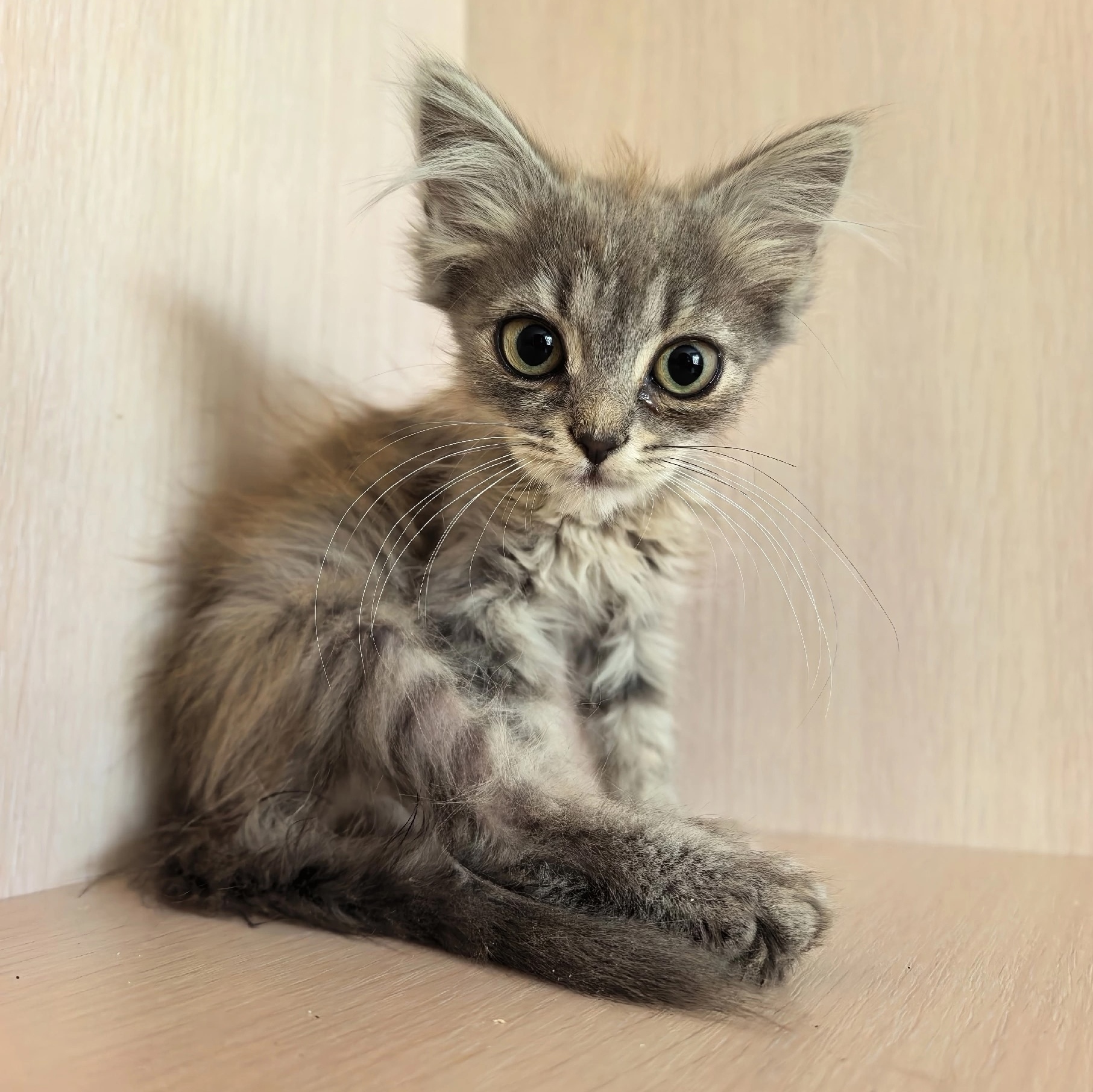 How much do you think loneliness weighs? I know the answer: 800 grams. - cat, In good hands, Moscow, Saint Petersburg, Voronezh, Lipetsk, Telegram (link), Longpost
