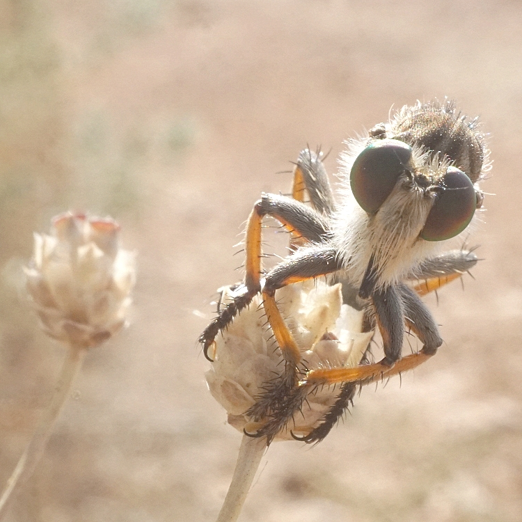 Giant Quack: A monster fly turns a wasp into a cocktail. Literally. - Муха, Insects, Arthropods, Animals, Wild animals, Zen, Yandex Zen, Yandex Zen (link), Longpost