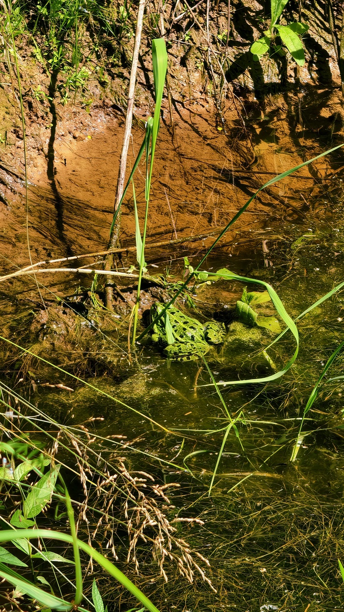 На месте 🤗🐸