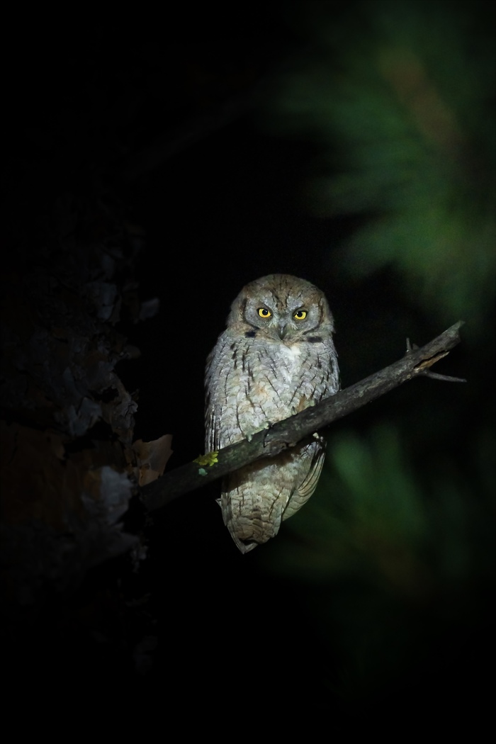 Снято на Nikon Z5II + Tamron 150-600