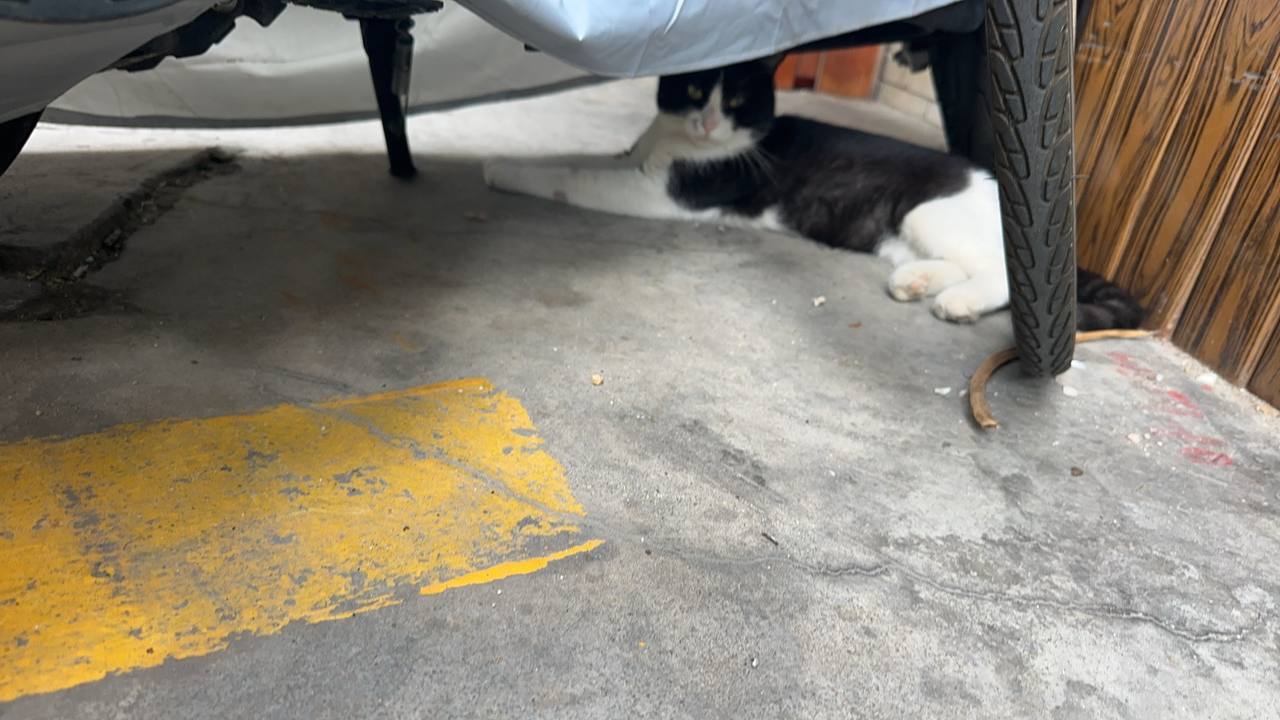 The gang is assembled - Series Street Fluffies, My, Living abroad, Asia, China, Interesting places, cat, The street, Video, Vertical video, Short videos, Longpost