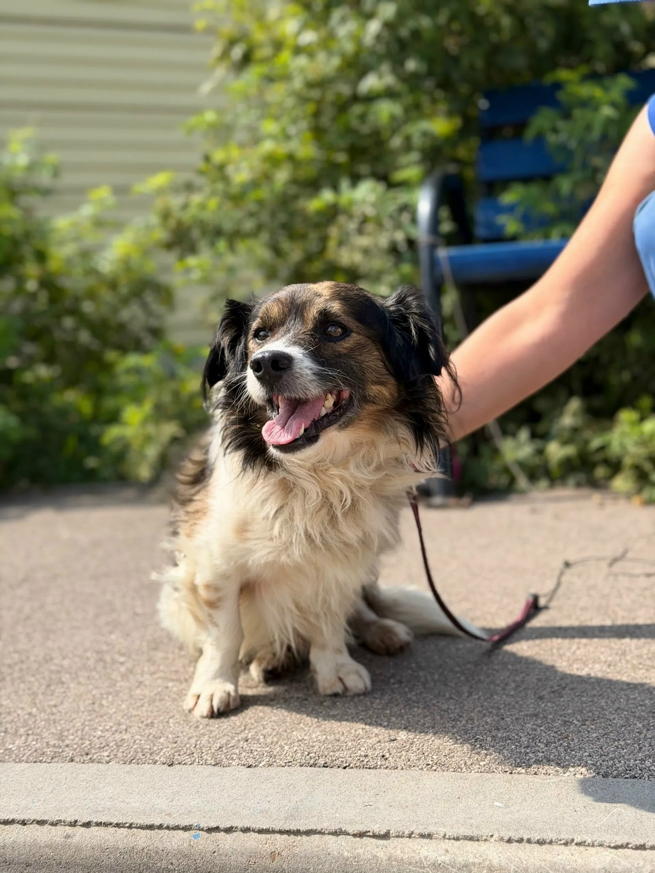 We are looking for a home for a boy named TOBIK - Series MP Perm trapping
, Overexposure, Shelter, Kindness, Volunteering, Dog, Dog lovers, Longpost