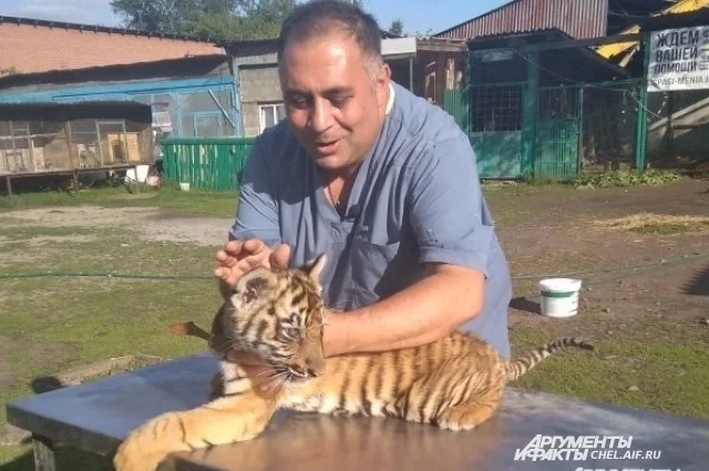 Offering his nose for a kiss. How the whole world helped save tiger cub Zhorik. - My, Amur tiger, Kindness, Wild animals, Animal shelter, Veterinary, Longpost